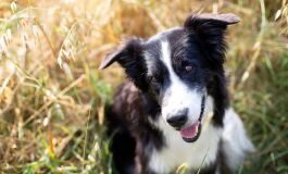 Conheça a raça de cachorro mais inteligente do mundo
