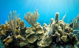Morte em massa de corais marca nova era do aquecimento global