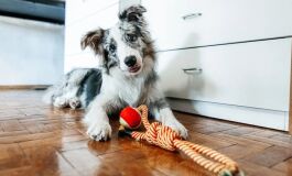 Cães aprendem novas palavras de forma semelhante às crianças