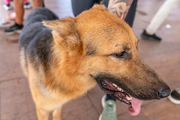 Prefeitura de Cuiabá promove feira de adoção de animais no Parque Tia Nair